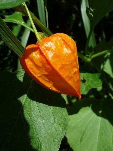 Chinese Lantern Plant