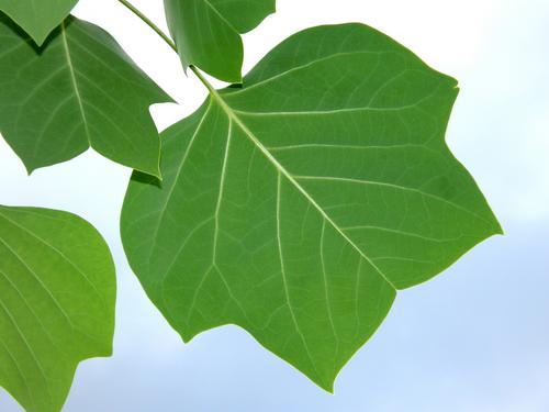 Tulip Tree (Liriodendron tulipifera)