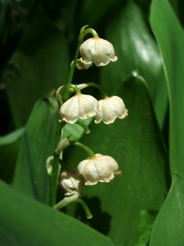 Lily of the Valley