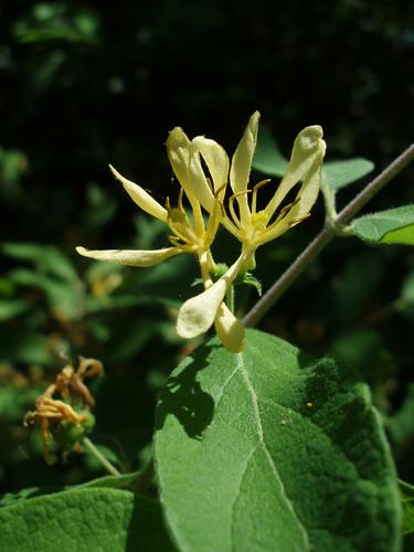 Morrow's Honeysuckle (Lonicera morrowii)