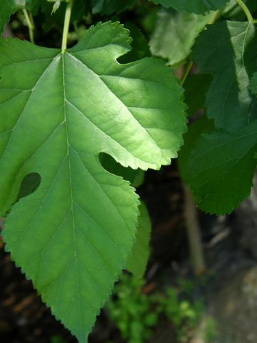 White Mulberry (Morus alba)