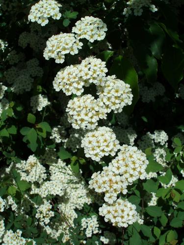 Snowmound Nippon Spiraea