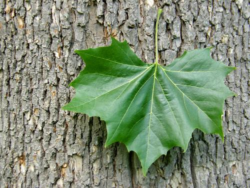 American Plane Tree (Platanus occidentalis)