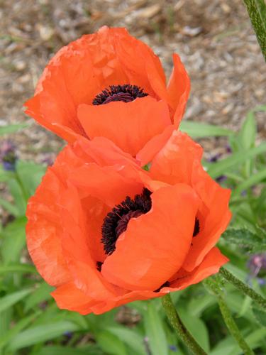 Oriental Poppy (Papaver orientale)