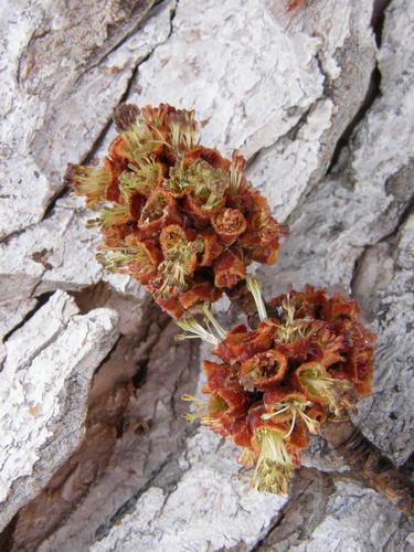 Silver Maple male (staminate) flowers