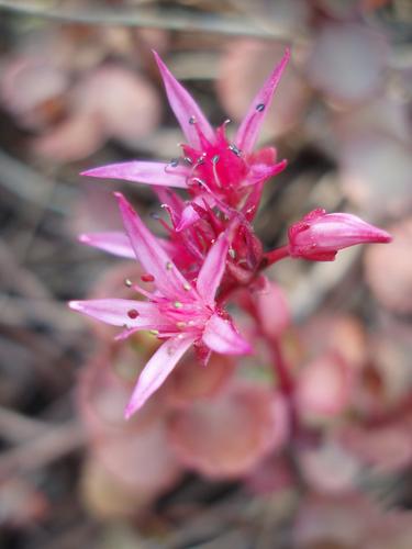 Two-row Stonecrop (Sedum spurium)