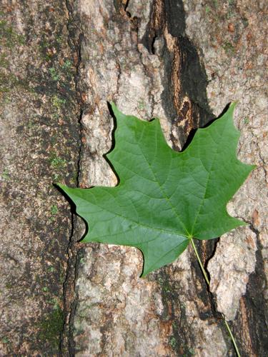 Sugar Maple