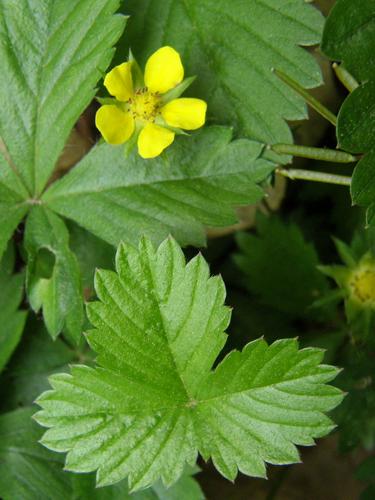 Yellow Avens