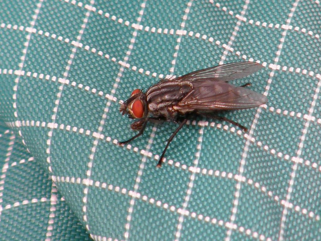 Flesh Fly (Sarcophaga spp.) in June on Fred's daypack on the summit of Mount Greylock in western Massachusetts