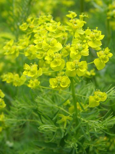 Cypress Spurge