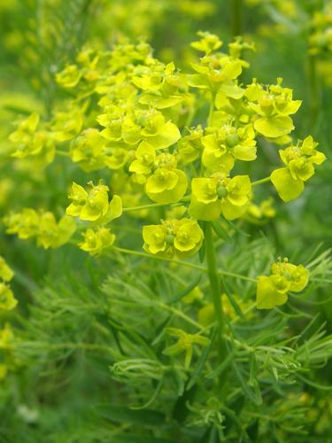 Cypress Spurge flower