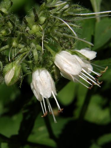 Virginia Waterleaf flower