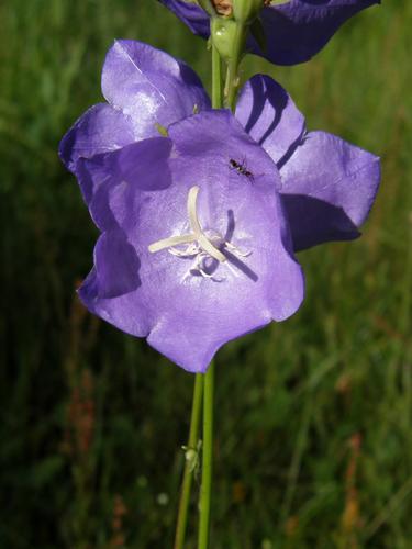 Peach-leaved Bellflower