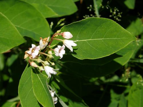 Spreading Dogbane