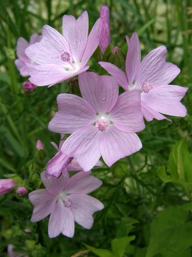 Musk Mallow