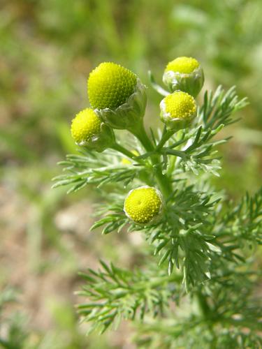 Pineapple Weed (Matricaria discoidea)