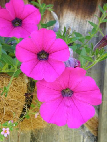 Garden Petunia