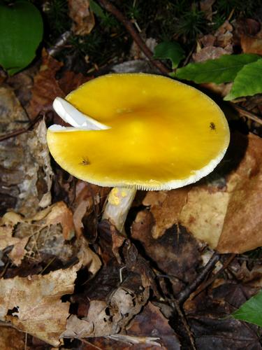 Golden Brittlegill (Russula flavipes)