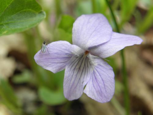 Dog Violet