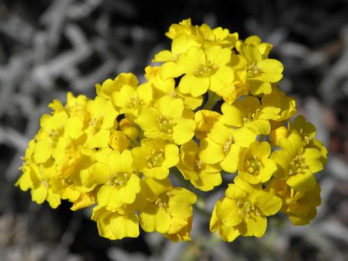 Golden Alyssum