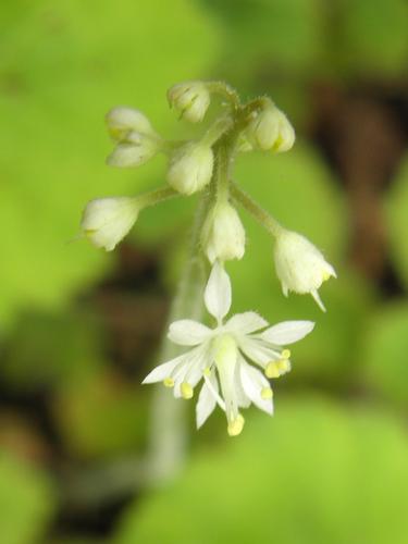 Foamflower