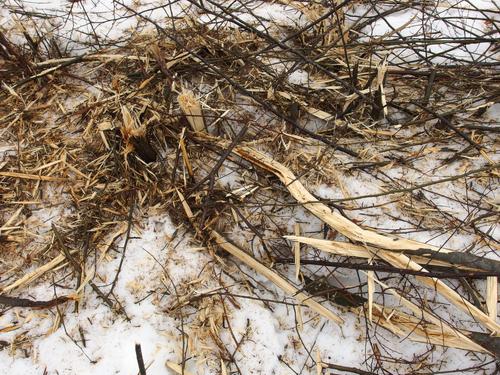 smashed shrubs in the Early Successional Habitat Area at Gumpus Pond Conservation Area in southern New Hampshire