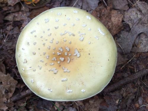 Gem-studded Amanita (Amanita gemmata) on the trail to Mount Hag in eastern Vermont