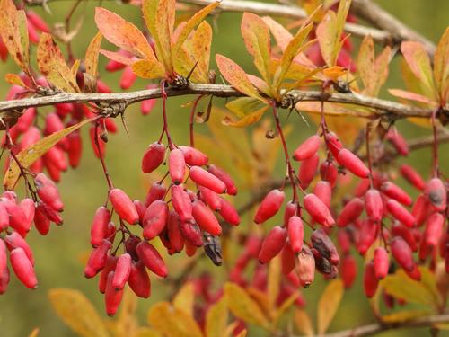Common Barberry (Berberis vulgaris) on Mount Hag in eastern Vermont