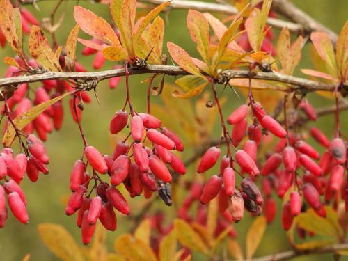 Common Barberry (Berberis vulgaris) on Mount Hag in eastern Vermont