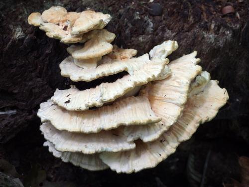 Berkeley's Polypore (Bondarzewia berkeleyi) on Mount Hag in eastern Vermont