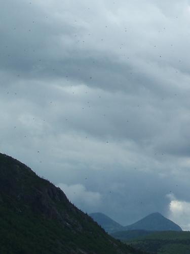 lots of bugs