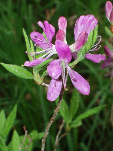 Rhodora