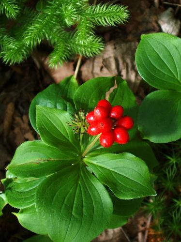 Bunchberry fruit