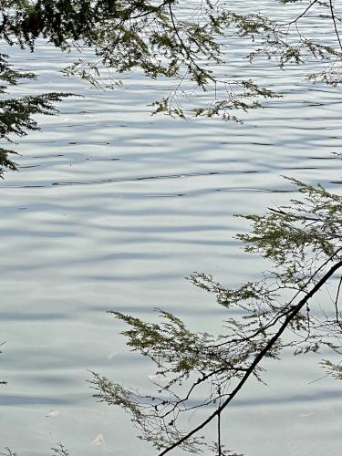 ripples on Lake Wicwas in November at Hamlin Conservation Area in New Hampshire