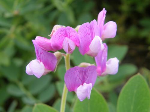 Beach Pea (Lathyrus japonicus