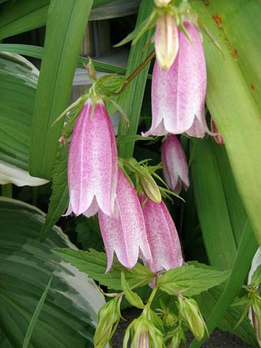Elizabeth Campanula (Campanula takesimana)