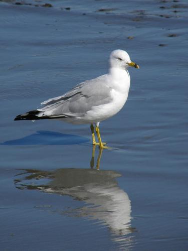 Ring-billed Gull (Larus delawarensis)