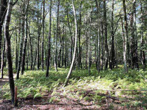 woods in September at Hartwell Preserve in northeast MA