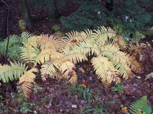 ferns at Harvard Research Forest in north central Massachusetts