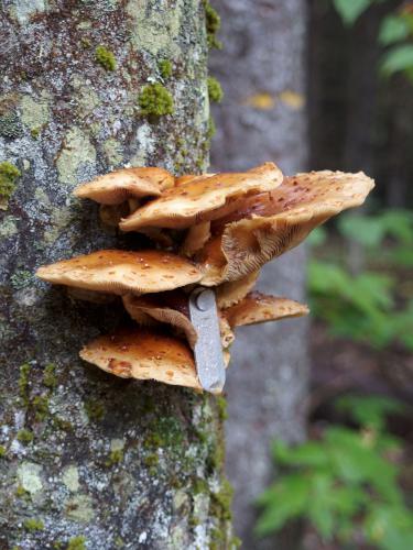 Scaly Pholiota (Pholiota squarrosoides) in October at Harvard Research Forest in north central Massachusetts