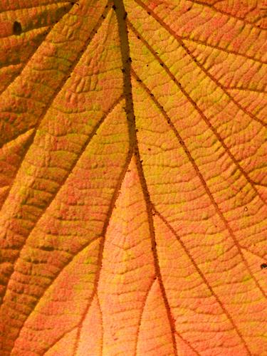 backlit Hobblebush leaf on Haystack Mountain in Vermont