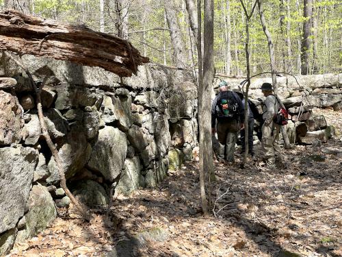 cellar site in May at Heald Tract in New Hampshire