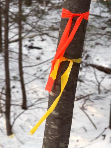 trail end blazing in January at Heald Tract in New Hampshire