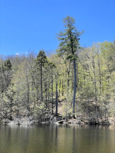 tree in May beside Camp Pond at Heald Tract in New Hampshire