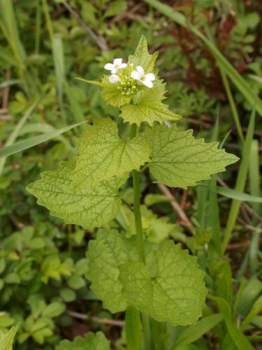 Garlic Mustard (<i>Alliaria petiolata</i>) at Heald Orchard in Pepperell MA