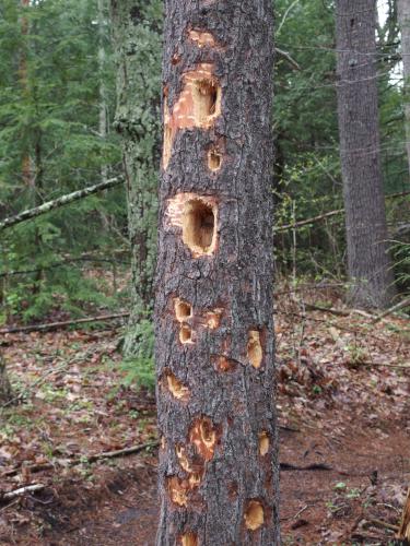 tree in May at Heron Pond Loop in  southern New Hampshire