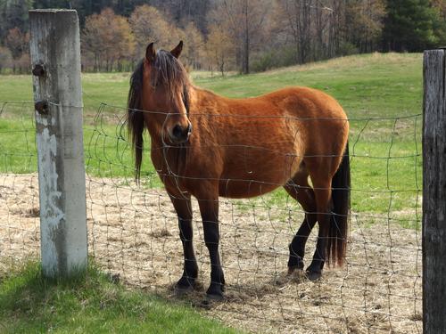 friendly horse at the parking spot for hiking Honey Hill at Swanzey in southwestern New Hampshire