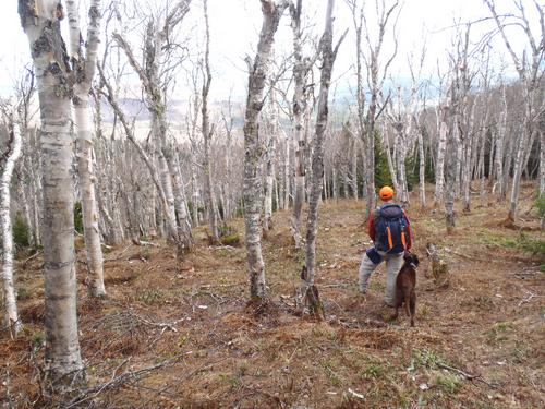 bushwhacker in the woods near Unknown Pond Peak in New Hampshire