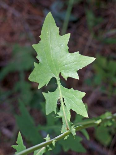 leaf of a yellow flower at Houghton Hill in southeast Vermont