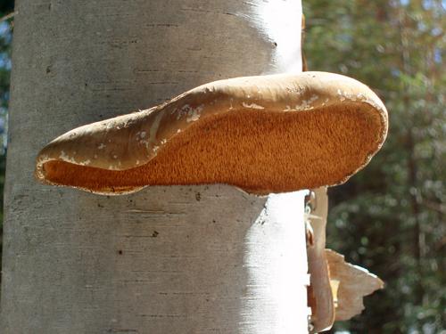 Birch Polypore mushroom